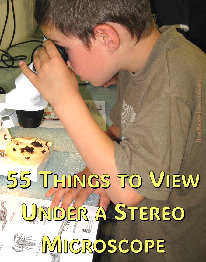 Microscopes are a great way to foster curiosity and make learning fun. Here are 55 interesting items for kids to view under a stereo microscope.